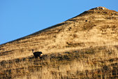 Chamois du Charmant Som