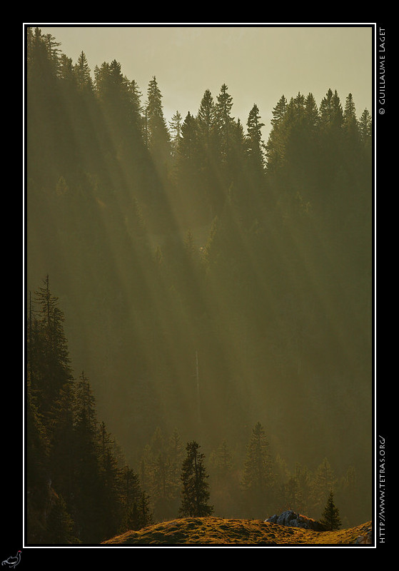 Chartreuse : Rayons de soleil derrire les arbres 
