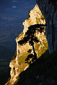 Chartreuse : Sous la Dent de Crolles, un pin dans la falaise