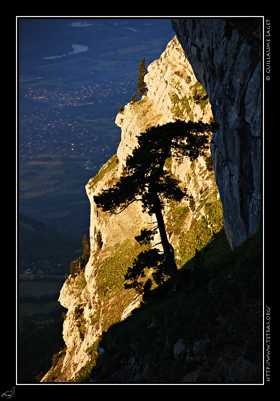 Chartreuse : Sous la Dent de Crolles, un pin dans la falaise