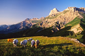 Devoluy : Vaches au col de la Croix