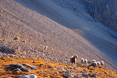 Devoluy : Moutons sous le Grand Ferrand