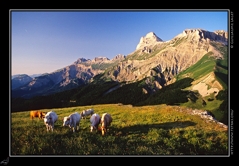 Dvoluy : Vaches au col de la Croix, sous le Grand Ferrand