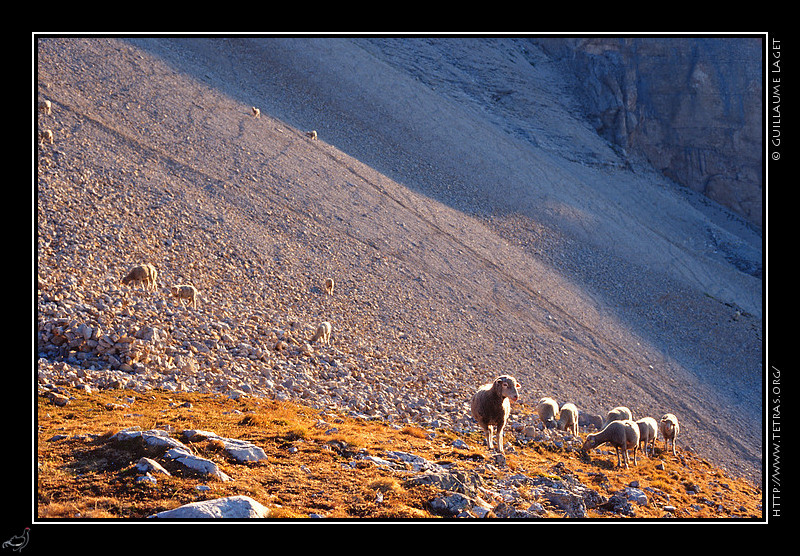 Dvoluy : Moutons sous le Grand Ferrand. Une partie du troupeau perdue dans le pierrier rejoint des zones plus
intressantes culinairement, tandis que d'autres intrpides sont bloqus dans
les barres rocheuses sous le sommet