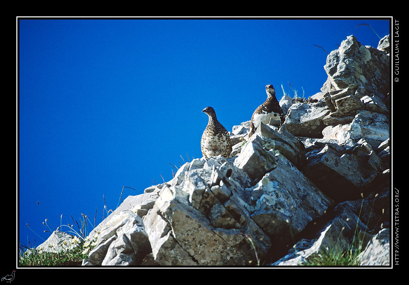 Dvoluy : Deux lagopdes entre plumage d't et plumage d'hiver