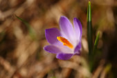 Vercors : Crocus