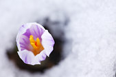 Vercors : Crocus