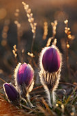 Vercors : Anemones pulstatilles