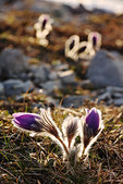 Vercors : Anemones pulstatilles