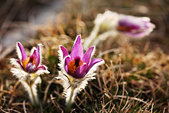 Vercors : Anemones pulstatilles