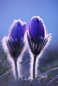 Vercors : Anemones pulstatilles