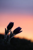 Vercors : Anemones pulstatilles