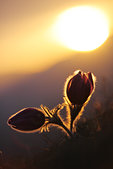 Vercors : Anemones pulstatilles