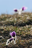 Vercors : Anemones pulstatilles