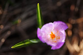 Vercors : Crocus