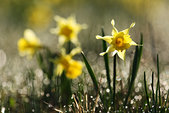 Vercors : Jonquilles et rosee