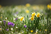 Vercors : Jonquilles