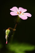 Chartreuse : Geranium sauvage dans les sous-bois du cirque de Saint-Meme