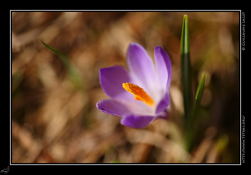 Faune et flore : Crocus