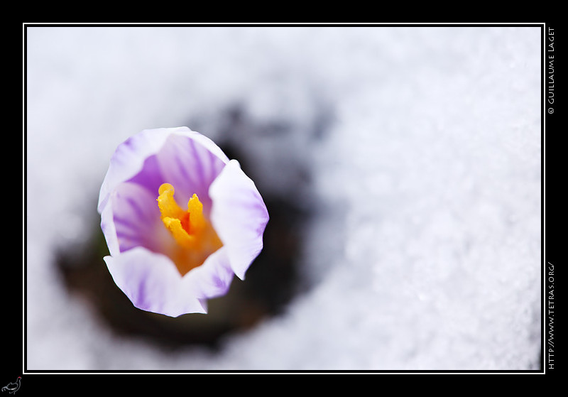 Faune et flore : Crocus