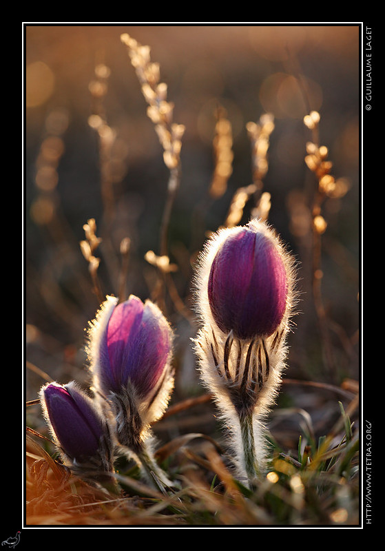 Faune et flore : Anmones pulstatilles