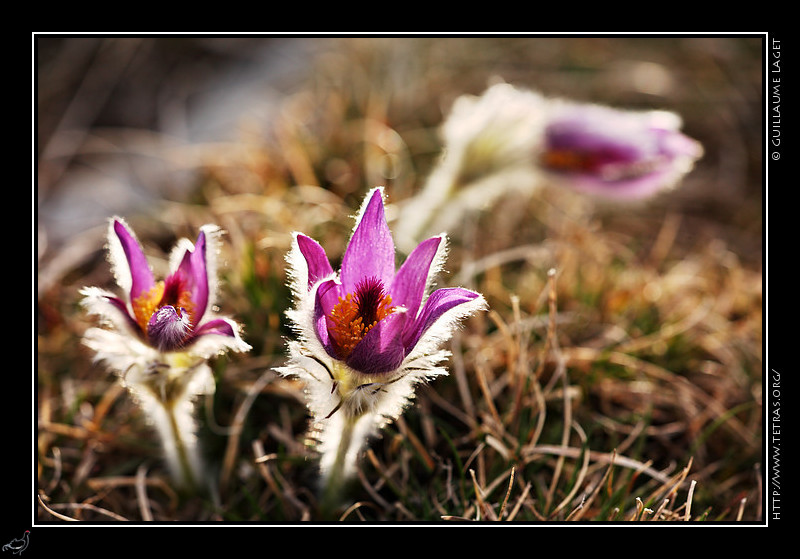 Faune et flore : Anmones pulstatilles