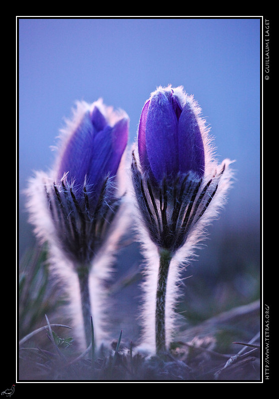 Faune et flore : Anmones pulstatilles