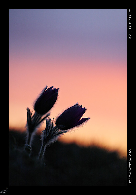 Faune et flore : Anmones pulstatilles