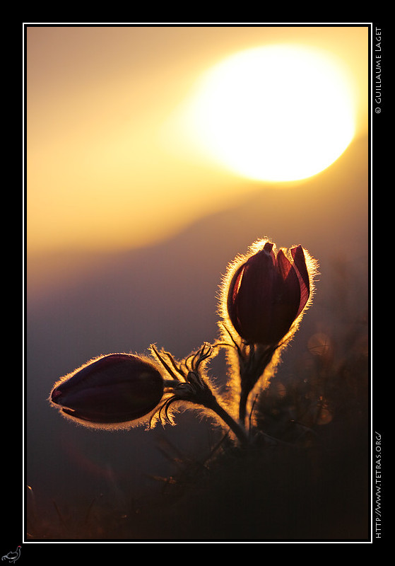 Faune et flore : Anmones pulstatilles