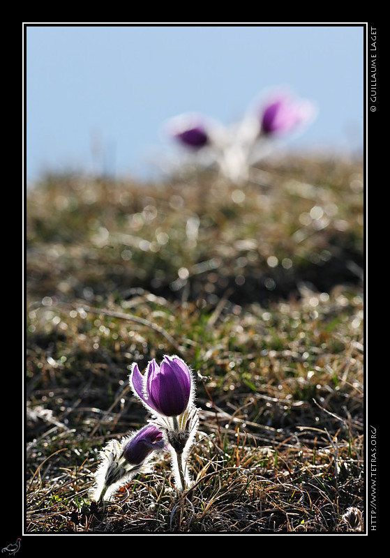 Faune et flore : Anmones pulstatilles