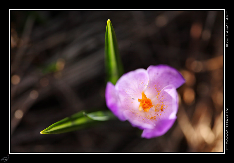 Faune et flore : Crocus