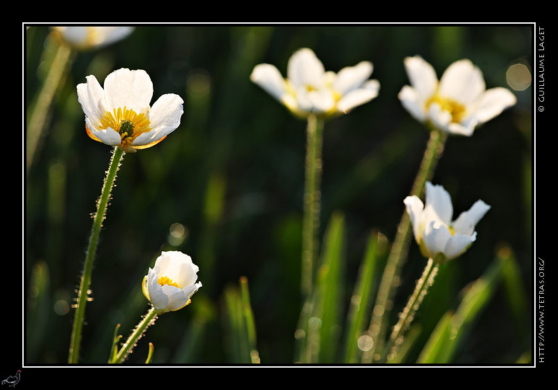 Faune et flore : Sur l'alpage du Serpaton