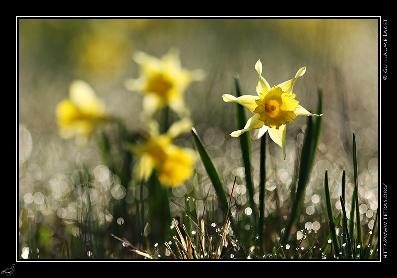 Faune et flore : Jonquilles et rose