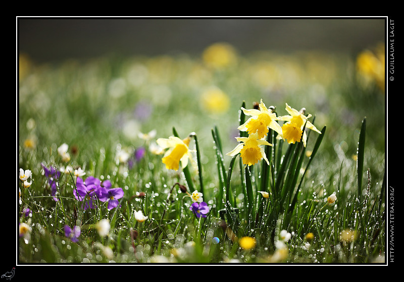 Faune et flore : Jonquilles