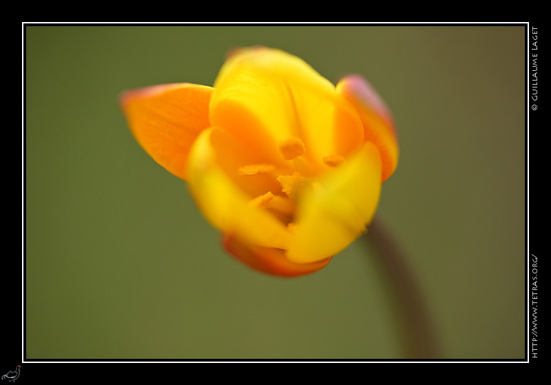Faune et flore : Tulipe sauvage