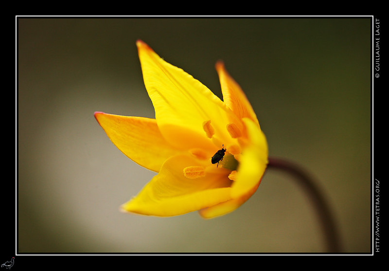 Faune et flore : Tulipe sauvage