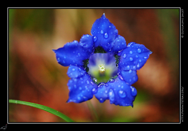 Faune et flore : Gentiane