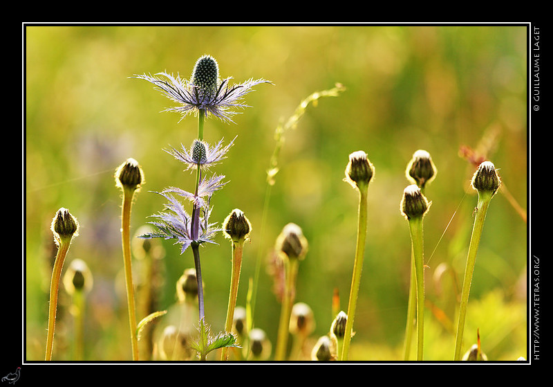 Faune et flore : Chardons bleus dans le vallon du Fournel