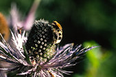 Ecrins : Trichie fascie sur chardon bleu