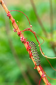 Ecrins : Chenille de Machaon