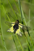 Vercors : Ascalaphe