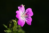 Chartreuse : Geranium sauvage et araignee dans les sous-bois du cirque de Saint-Meme