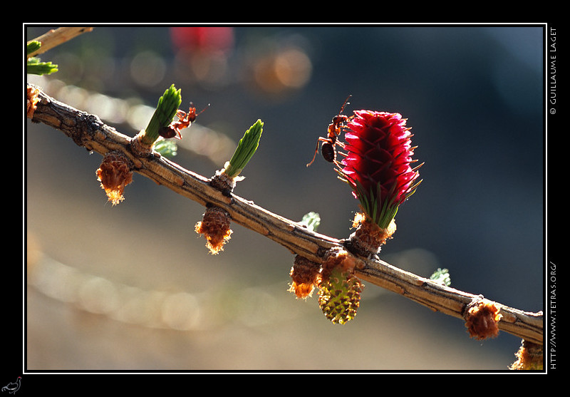 Faune et flore : Fourmi sur une fleur de mlze