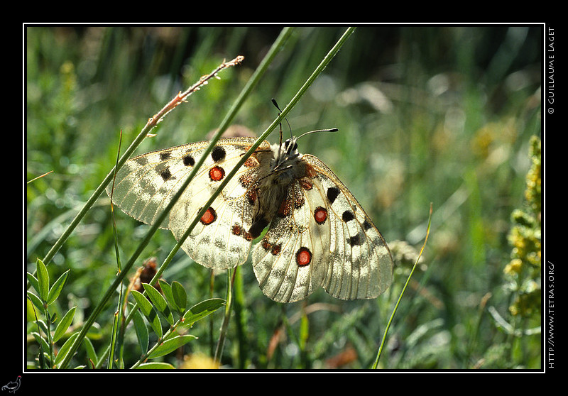 Faune et flore : Un Apollon se rchauffe aux premiers rayons du soleil avant de prendre son envol