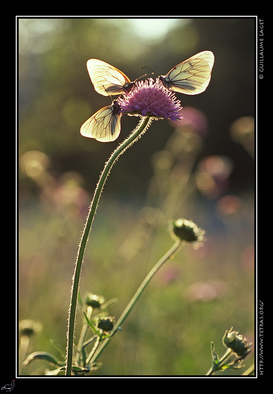 Faune et flore : Gazs sur knautie, vallon du Fournel