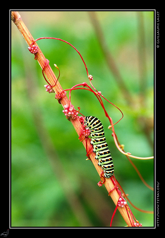 Faune et flore : Chenille de Machaon