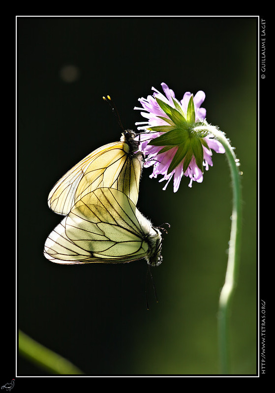 Faune et flore : Accouplement de gazs dans le vallon de Freissinires