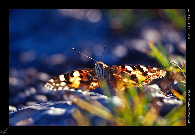 Faune et flore : Papillon au sommet du Saint-Eynard, vers 1300m