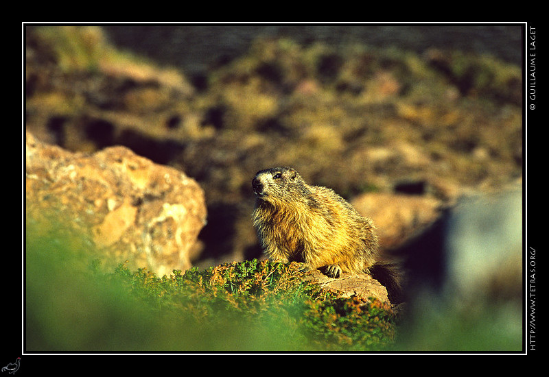 Faune et flore : Marmotte au lac Fourchu