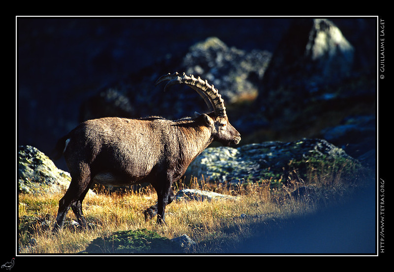 Faune et flore : Vieux mle bouquetin au lac de la Partie